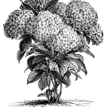 Hydrangea Hortensis, hydrangea flower, black and white graphics, vintage flower illustration, printable floral image