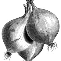 black and white clipart, onion illustration, printable vegetable graphics, vintage garden clip art, trebons onion