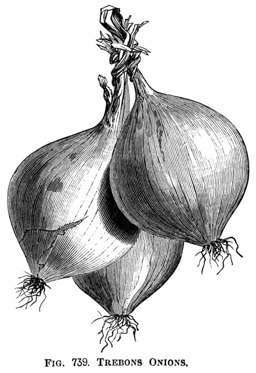 black and white clipart, onion illustration, printable vegetable graphics, vintage garden clip art, trebons onion