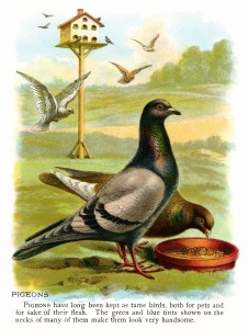 vintage pigeon clip art, pigeon illustration, vintage animal printable, antique bird image color, bird eating graphics