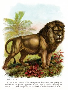 vintage lion clip art, lion illustration, animal printable picture, antique color lion image
