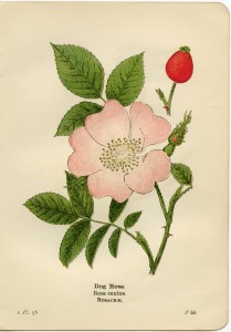 dog rose illustration, rosa canina, pink flower printable, vintage flower clip art, floral botanical graphics
