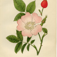 dog rose illustration, rosa canina, pink flower printable, vintage flower clip art, floral botanical graphics