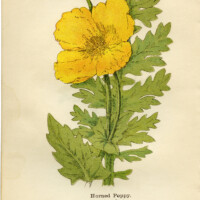 horned poppy, glaucium flavum, yellow flower printable, vintage flower clip art, floral botanical illustration