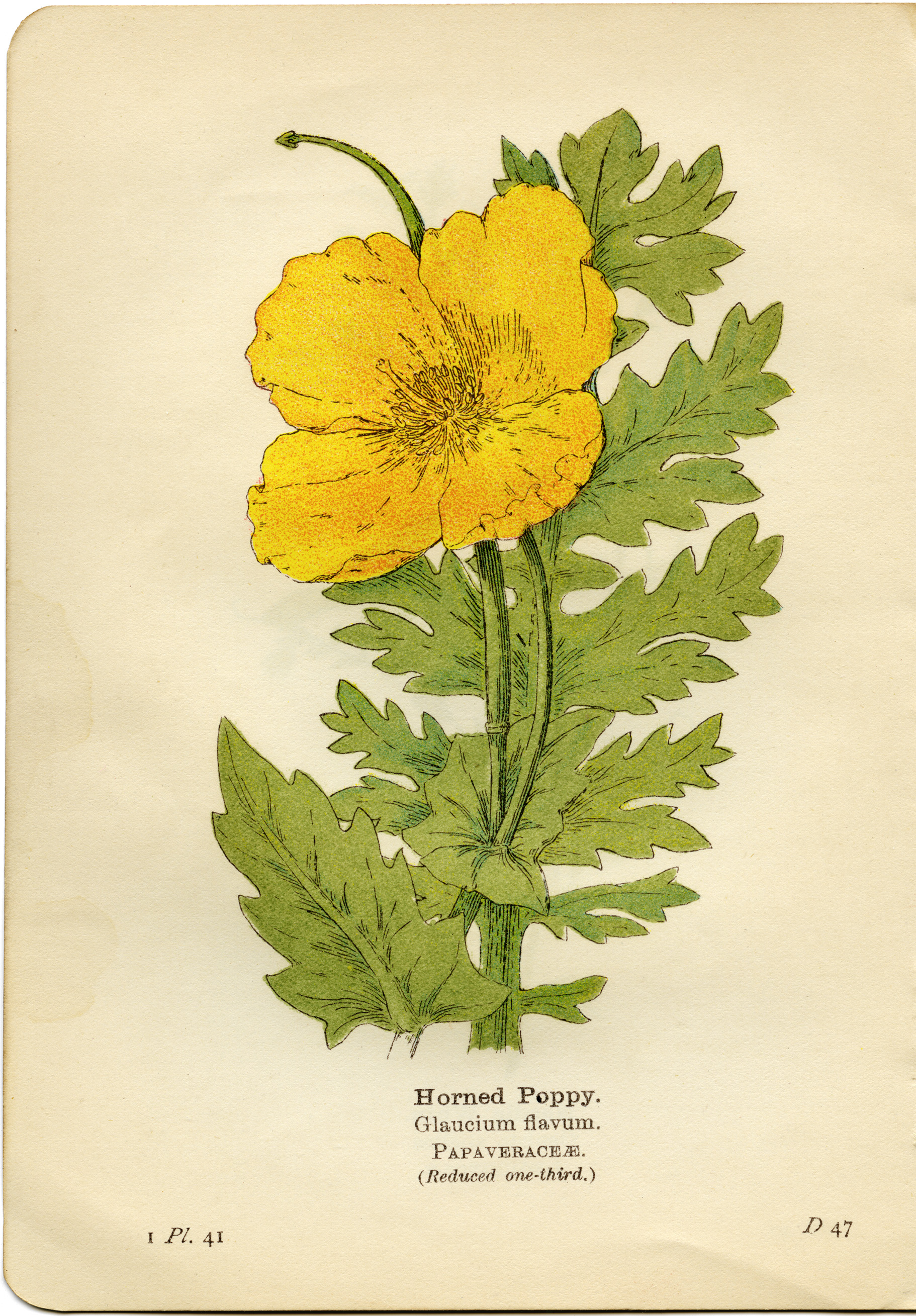 horned poppy, glaucium flavum, yellow flower printable, vintage flower clip art, floral botanical illustration