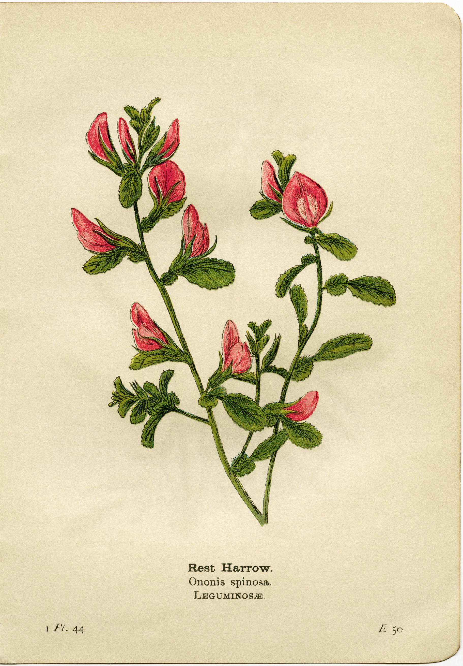 printable vintage flower clip art floral botanical illustration