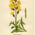 wild wallflower, cheiranthus cheiri, yellow flower printable, vintage flower clip art, floral botanical illustration