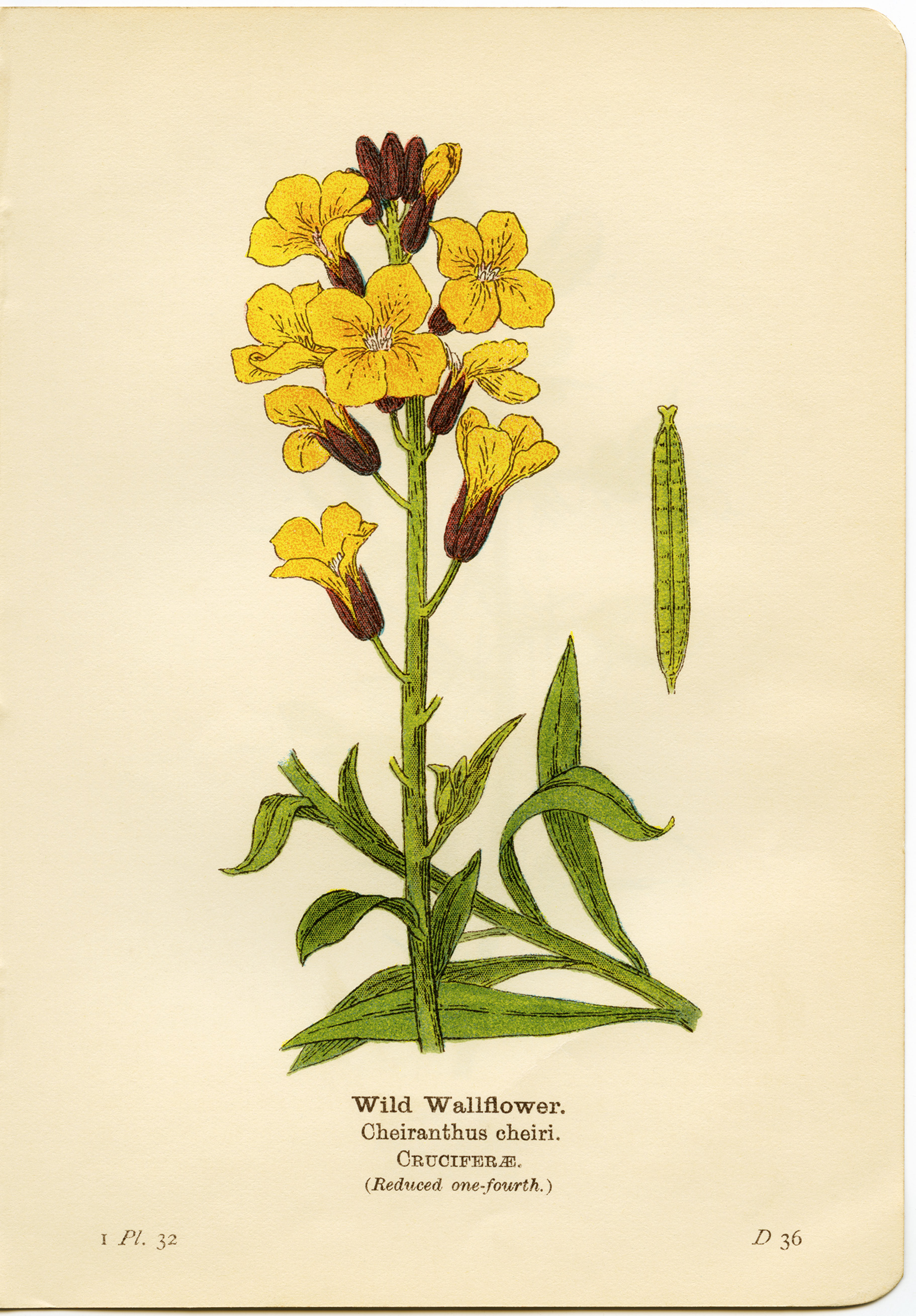 wild wallflower, cheiranthus cheiri, yellow flower printable, vintage flower clip art, floral botanical illustration