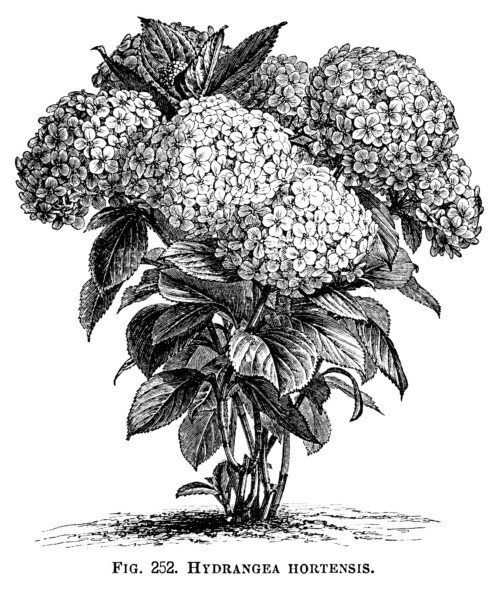 Hydrangea Hortensis, hydrangea flower, black and white graphics, vintage flower illustration, printable floral image