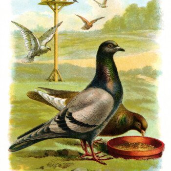 vintage pigeon clip art, pigeon illustration, vintage animal printable, antique bird image color, bird eating graphics
