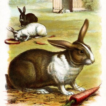 vintage rabbit clip art, rabbit illustration, vintage animal printable, easter bunny rabbit picture, antique hare color image