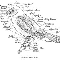 vintage bird clip art, map of the bird, black and white graphics, printable bird illustration, bird parts labelled, Louis Agassiz Fuertes