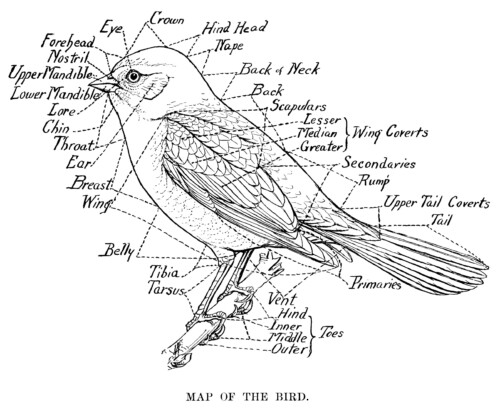 vintage bird clip art, map of the bird, black and white graphics, printable bird illustration, bird parts labelled, Louis Agassiz Fuertes