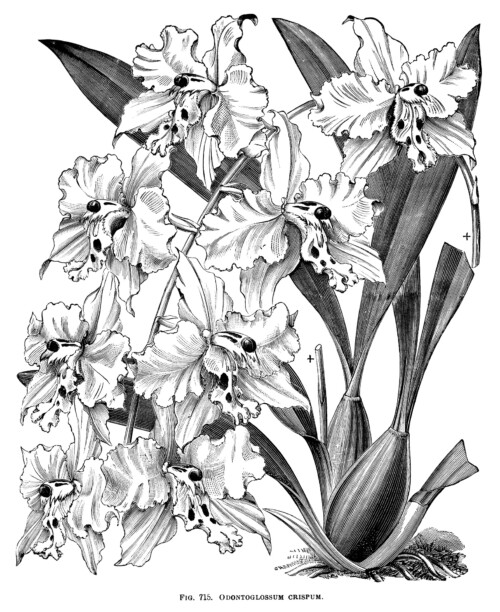 Odontoglossum Crispum, orchid clip art, black and white graphics, vintage flower illustration, printable floral image
