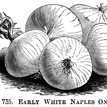 black and white clipart, onion illustration, printable vegetable graphics, vintage garden clip art, red onion, white naples onion, james keeping onion