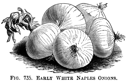 black and white clipart, onion illustration, printable vegetable graphics, vintage garden clip art, red onion, white naples onion, james keeping onion