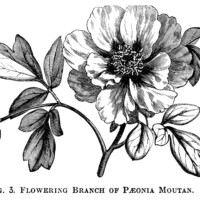 Moutan Paeonia, peony clip art, botanical engraving, black and white clip art, vintage flower graphics