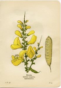 broom flower, cytisus scoparius, yellow flower printable, vintage flower clip art, floral botanical illustration