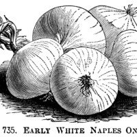 black and white clipart, onion illustration, printable vegetable graphics, vintage garden clip art, red onion, white naples onion, james keeping onion