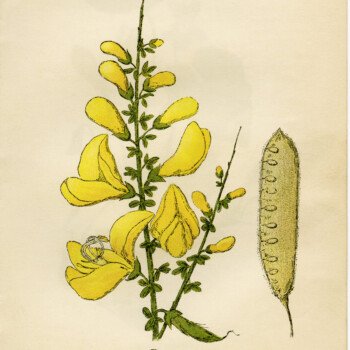 broom flower, cytisus scoparius, yellow flower printable, vintage flower clip art, floral botanical illustration