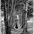 Alfred Parsons, avenue of hemlocks and spruces, vintage engraving trees, black and white graphics, Victorian lady outdoors clip art