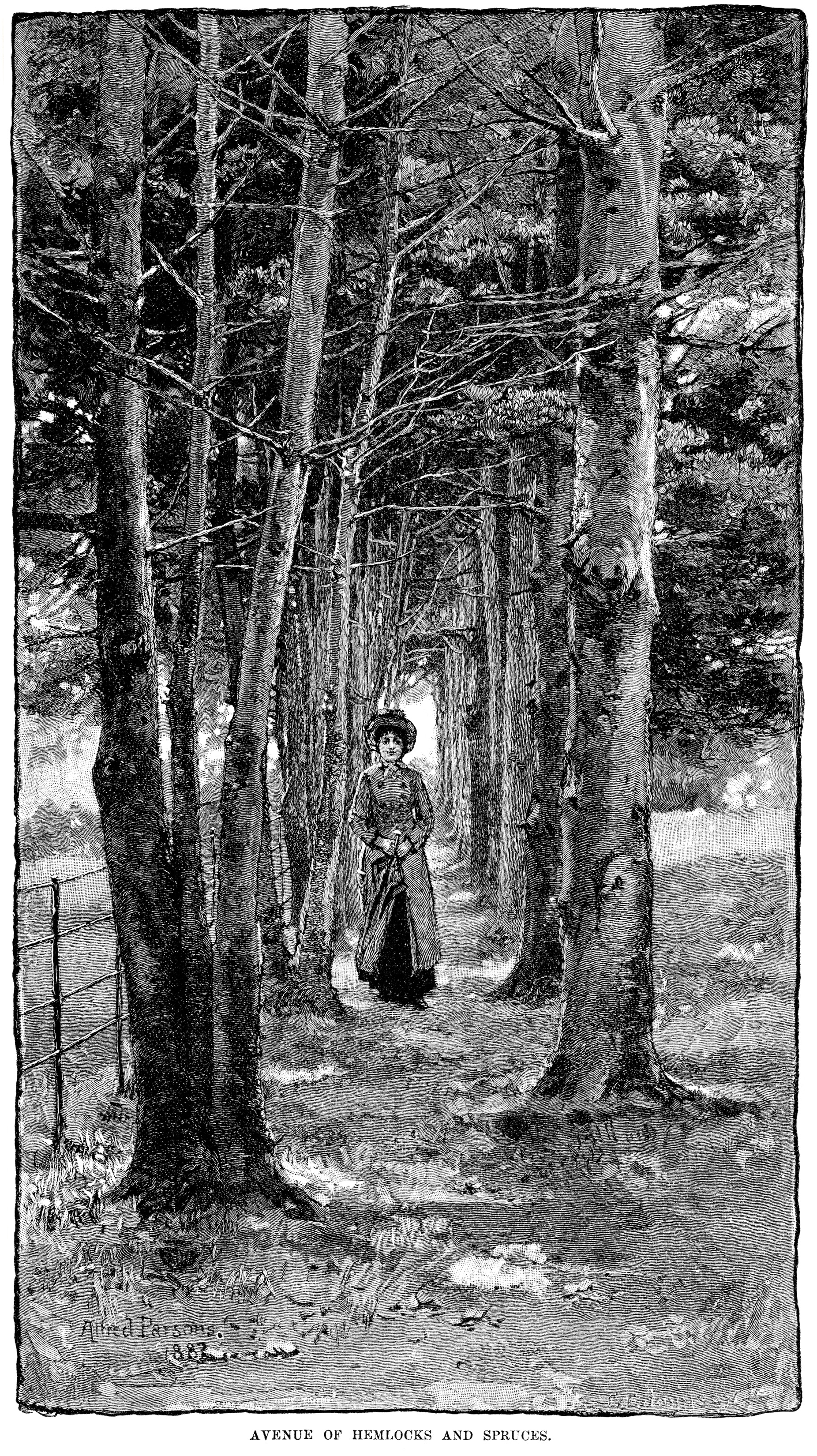Alfred Parsons, avenue of hemlocks and spruces, vintage engraving trees, black and white graphics, Victorian lady outdoors clip art