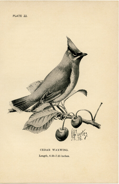 vintage bird clip art, cedar waxwing, black and white graphics, printable bird illustration, bird on cherry branch, Louis Agassiz Fuertes