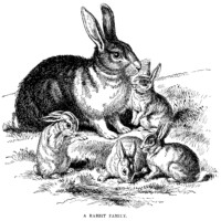 vintage rabbit clip art, rabbit family illustration, vintage animal printable, printable bunny image, black and white graphics