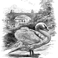 swans at the part, vintage swan clip art, black and white illustration, vintage bird printable, nature park scene