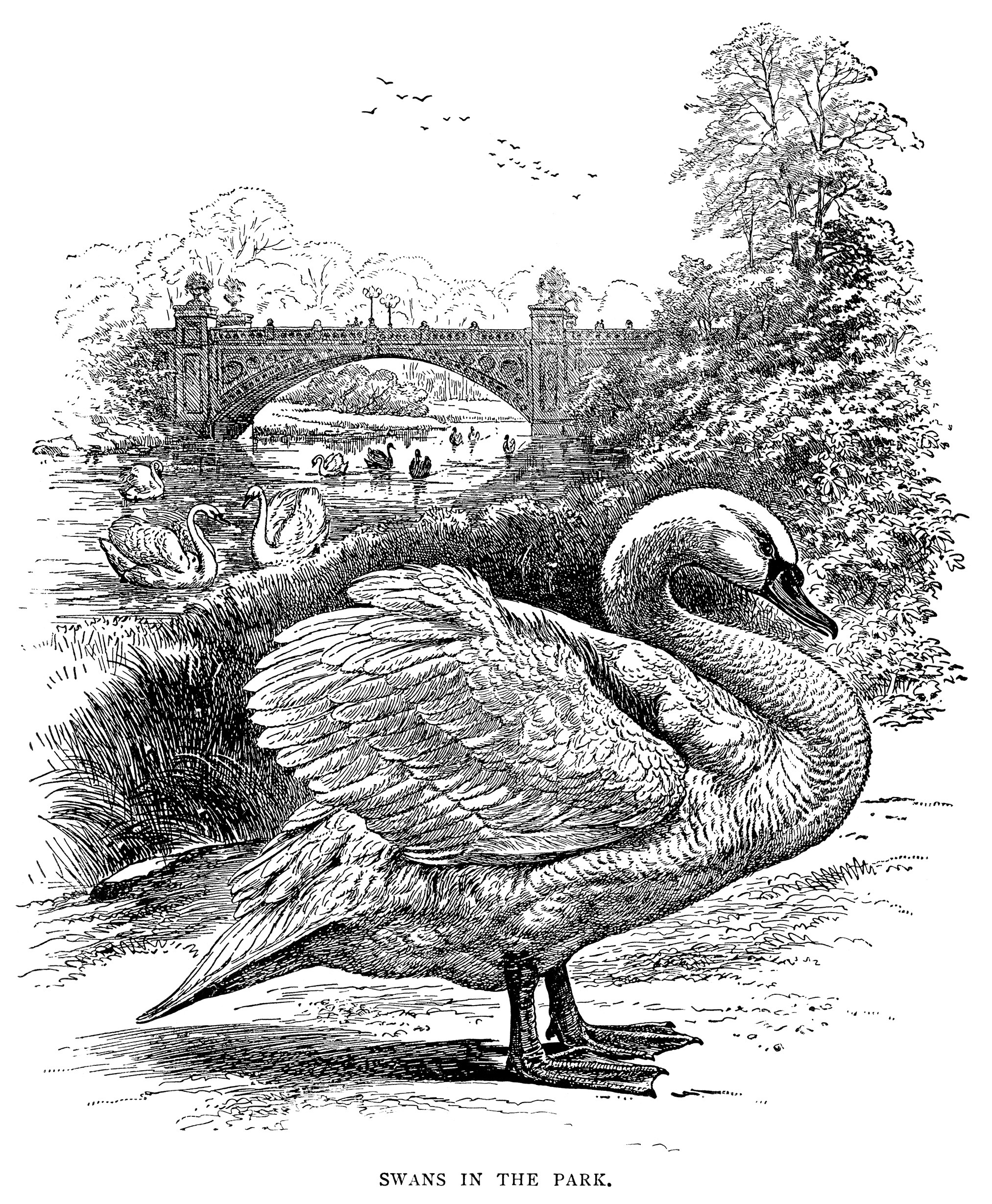 swans at the part, vintage swan clip art, black and white illustration, vintage bird printable, nature park scene