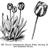 tulip clipart, black and white graphics, botanical flower engraving, vintage floral illustration, botanical garden clip art, tulipa gesneriana