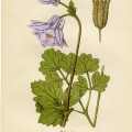 Columbine flower, aquilegia vulgaris, purple flower printable, vintage flower clip art, floral botanical illustration