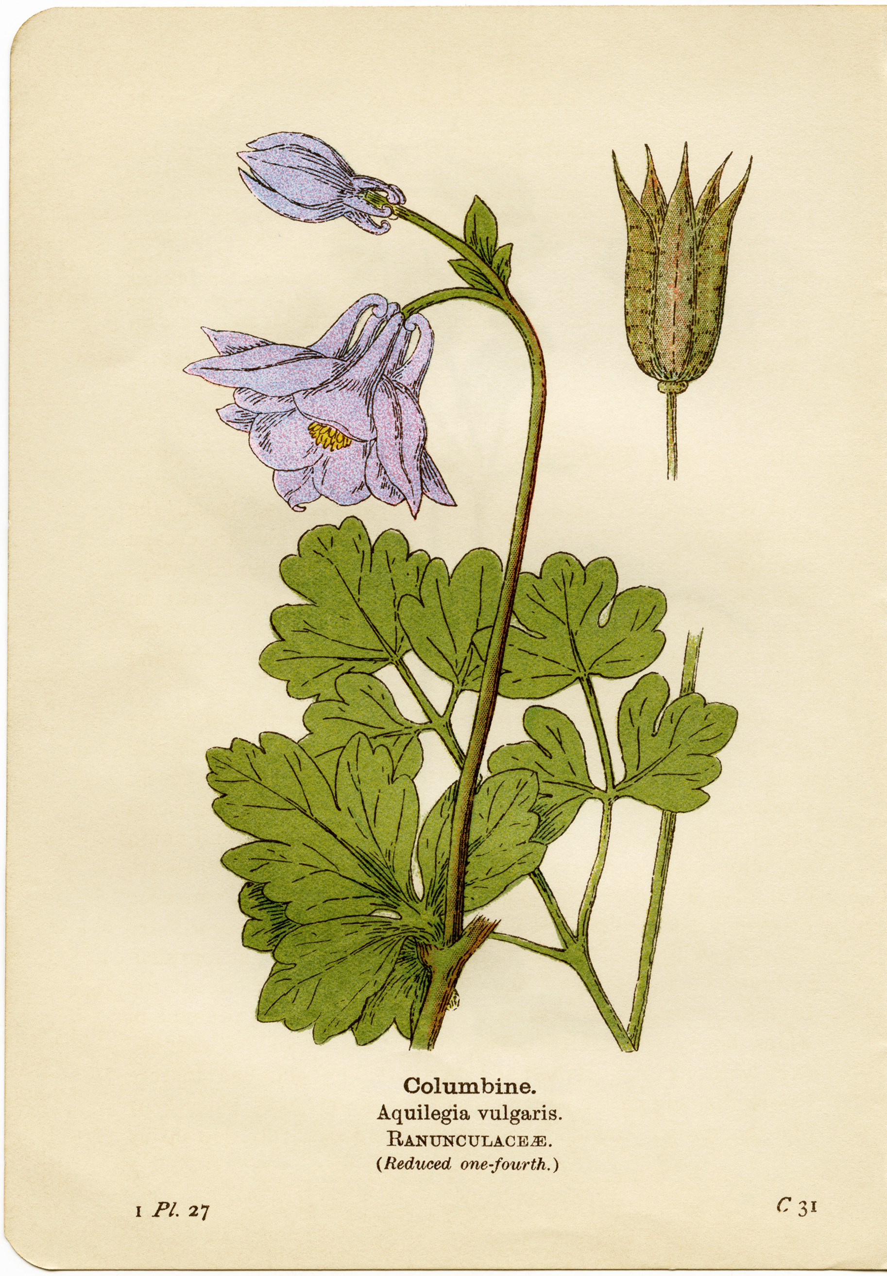 Columbine Purple Flower Illustration - Old Design Shop Blog