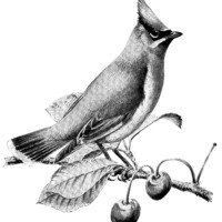 vintage bird clip art, cedar waxwing, black and white graphics, printable bird illustration, bird on cherry branch, Louis Agassiz Fuertes