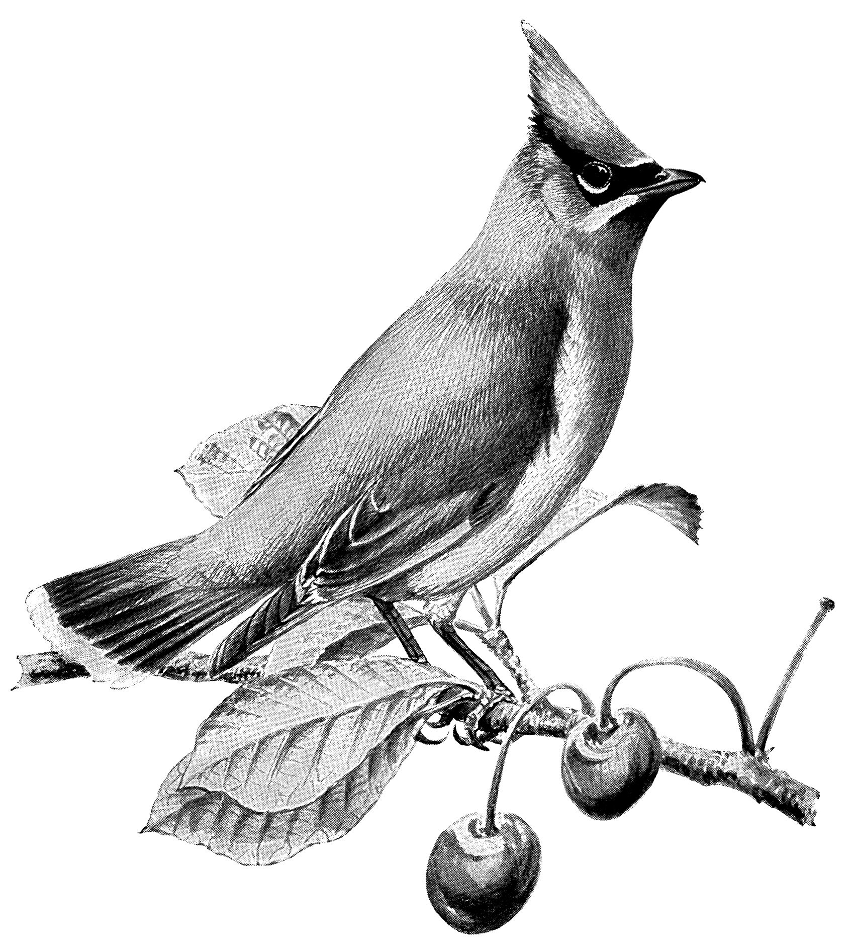 vintage bird clip art, cedar waxwing, black and white graphics, printable bird illustration, bird on cherry branch, Louis Agassiz Fuertes