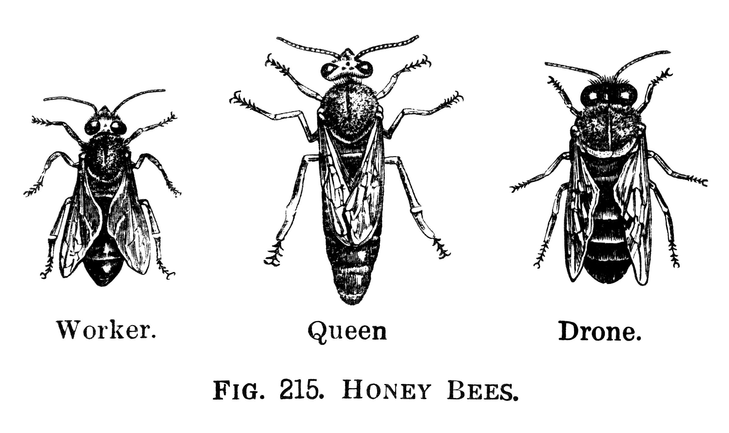 honey bees clip art, black and white graphics, printable bee illustration, worker queen drone bee engraving, free vintage image