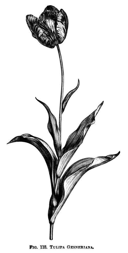 tulip clipart, black and white graphics, botanical flower engraving, vintage floral illustration, botanical garden clip art, tulipa gesneriana