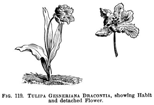 tulip clipart, black and white graphics, botanical flower engraving, vintage floral illustration, botanical garden clip art, tulipa gesneriana