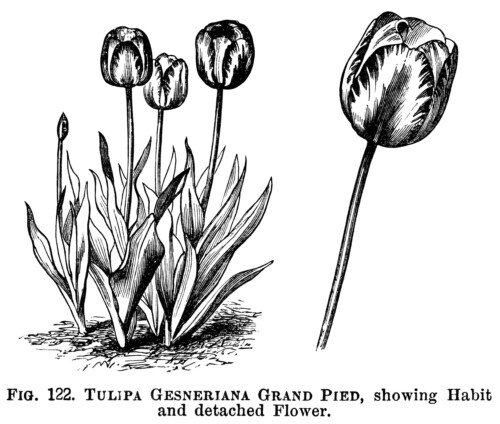 tulip clipart, black and white graphics, botanical flower engraving, vintage floral illustration, botanical garden clip art, tulipa gesneriana