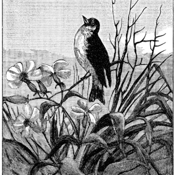 vintage bird clip art, black and white graphics, printable bird illustration, bird on branch clipart, antique nature