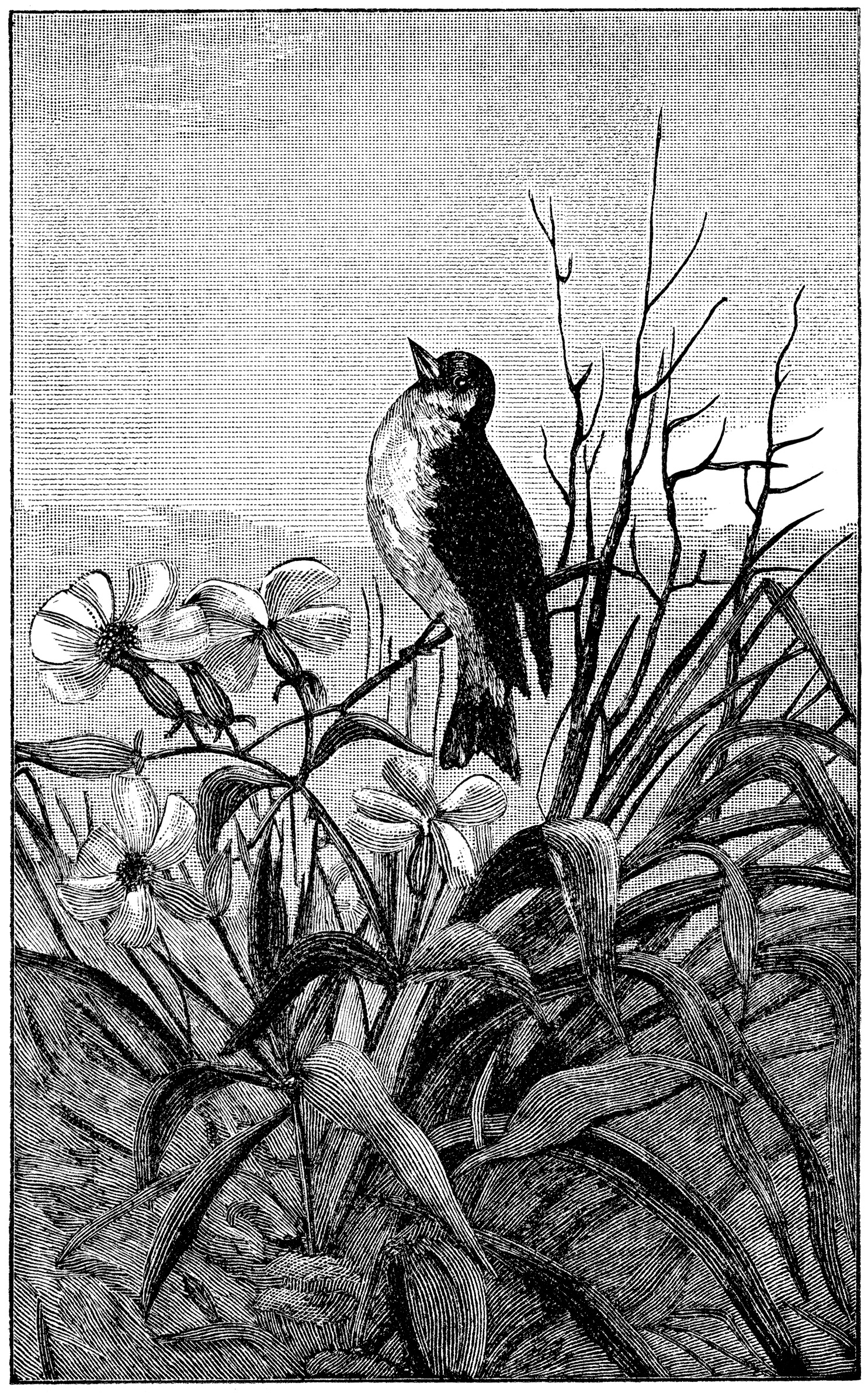 vintage bird clip art, black and white graphics, printable bird illustration, bird on branch clipart, antique nature