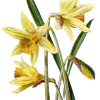daffodil clip art, vintage flower illustration, yellow spring flower, daffodil botanical drawing, Frederick Edward Hulme