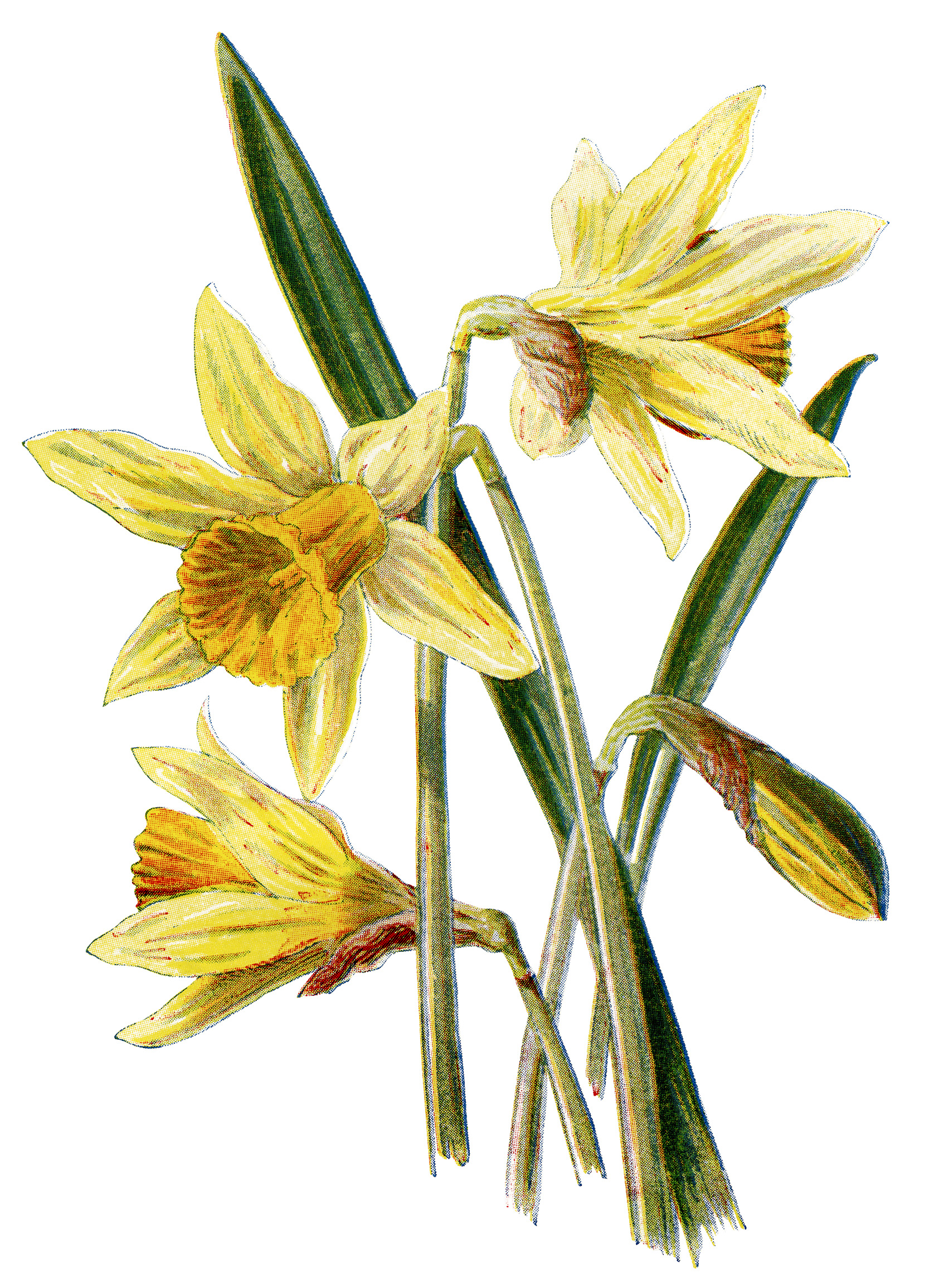 daffodil clip art, vintage flower illustration, yellow spring flower, daffodil botanical drawing, Frederick Edward Hulme