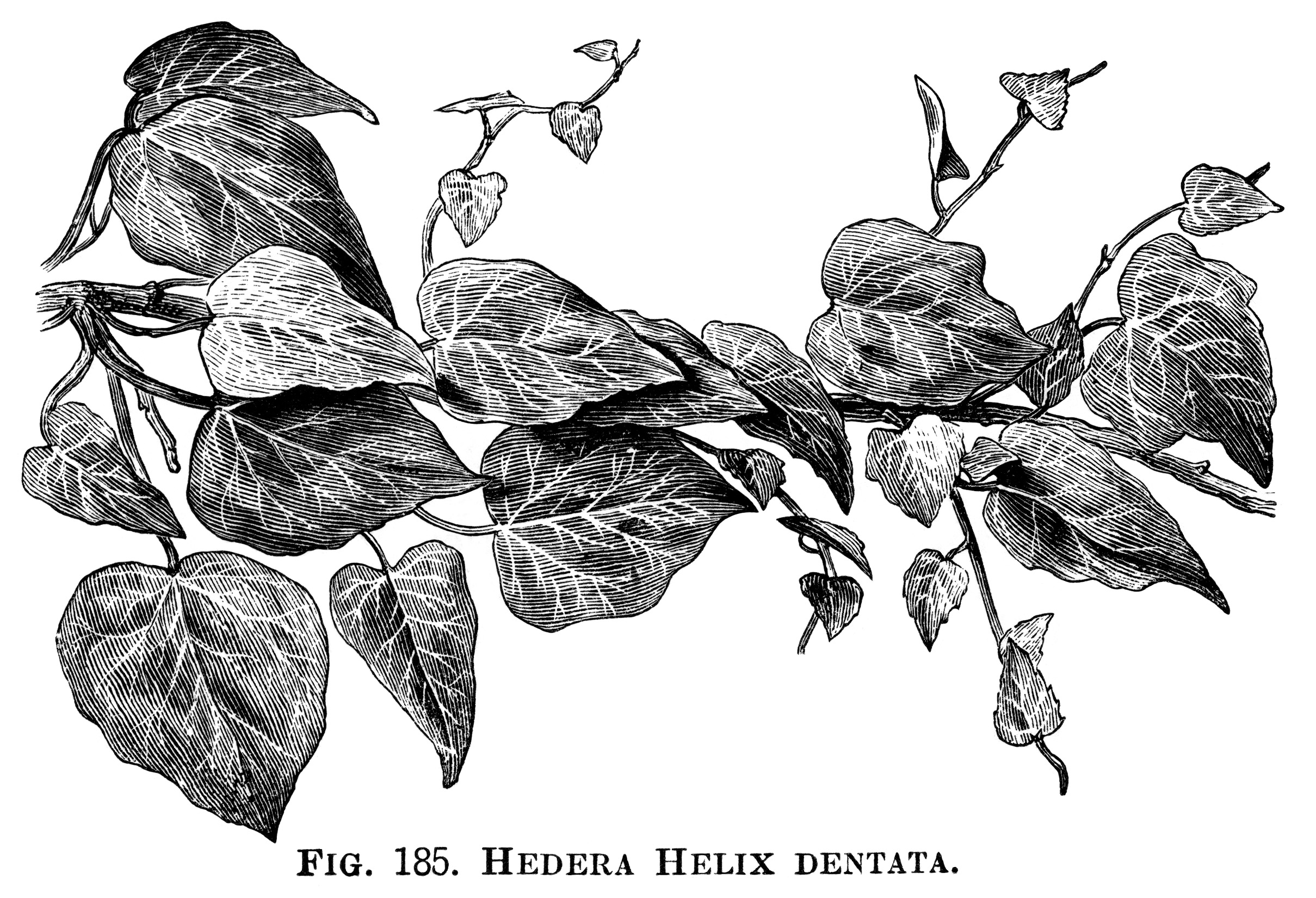 Hedera Helix, ivy clip art, botanical engraving, black and white clip art, vintage ivy illustration