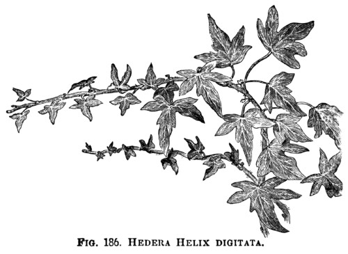 Hedera Helix, ivy clip art, botanical engraving, black and white clip art, vintage ivy illustration