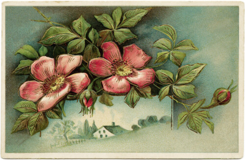 Victorian postcard graphics, vintage birthday postcard, wild rose clip art, old fashioned birthday card, vintage flower illustration