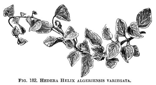 Hedera Helix, ivy clip art, botanical engraving, black and white clip art, vintage ivy illustration