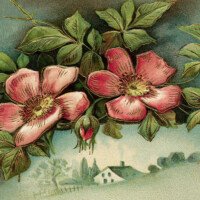 free vintage clip art floral birthday postcard