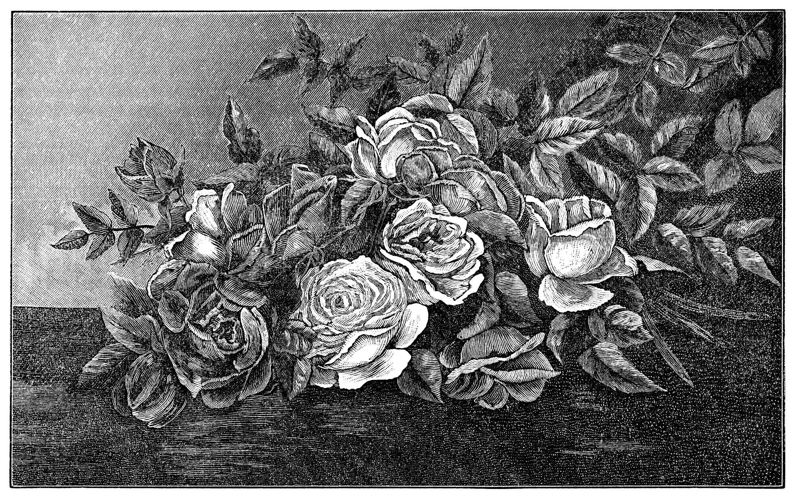 and white graphics, printable vintage advertisement, Lida Clarkson roses, rose clip art, vintage flower engraving, junk journal printable