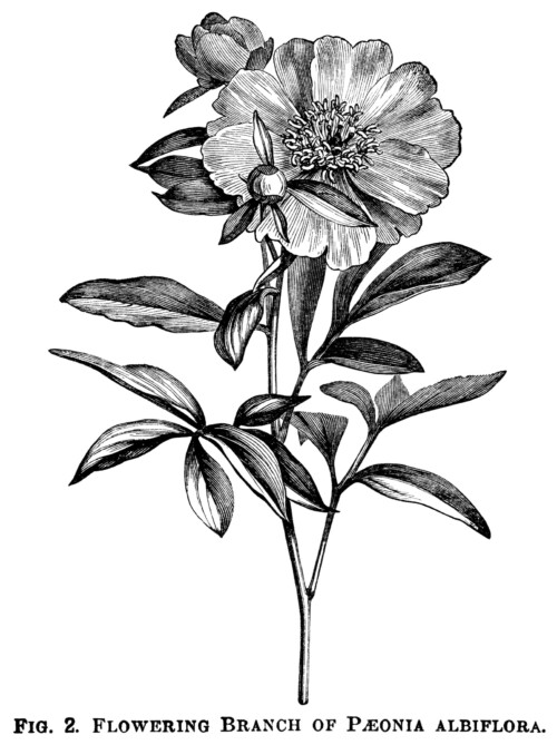 Paeonia Wittimanniana, Tenuifolia Flore-Pleno penony, Peony Albiflora, peony clip art, botanical engraving, black and white graphics, free printable vintage flower